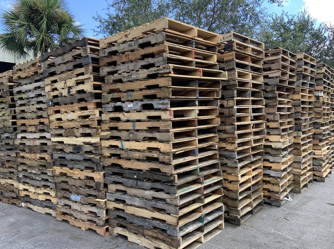 Florida pallet supply yard with recycled pallets stacked with palm trees
