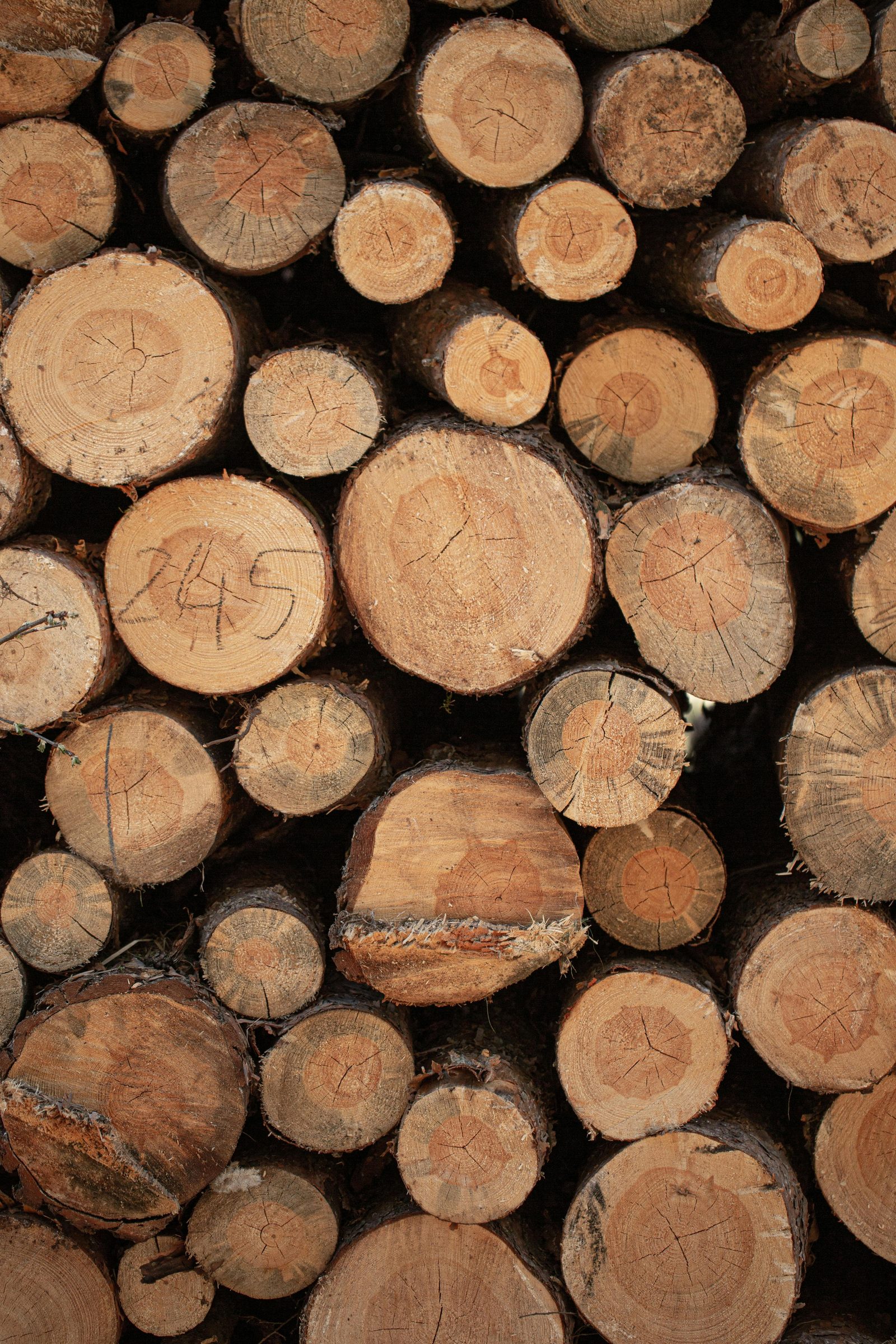 Softwood pallet logs - raw timber for pallet lumber milling